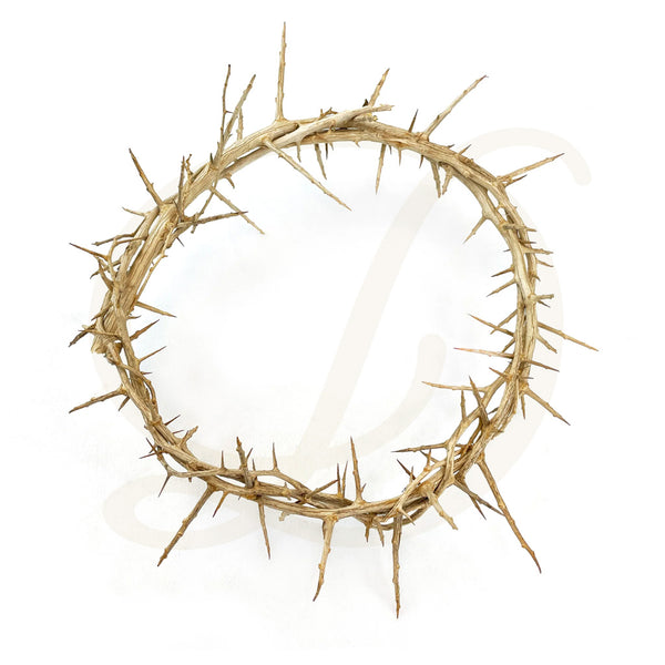 Crown of Thorns - 24"D