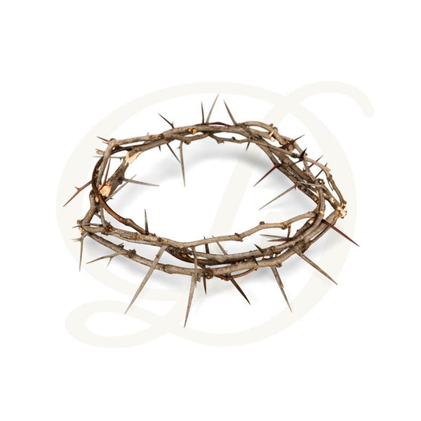 Crown of Thorns - 6"D