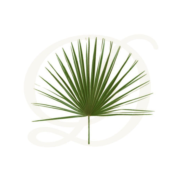 Mediterranean Palm Decor 8/PKG